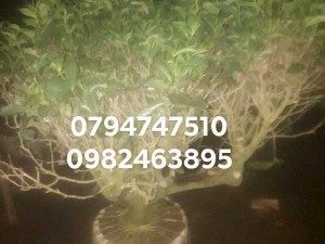 Gốc chè xanh trồng chậu