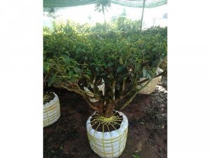 Cây chè cảnh đẹp Mua bán cây trà xanh gố