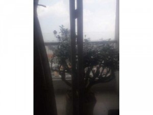 Cây chè cảnh đẹp Mua bán cây trà xanh gố
