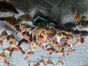 Gà ta thịt tại đà nẵng