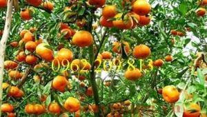 Giống cây quýt ngọt