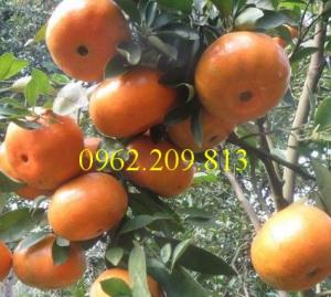 Giống cây quýt ngọt