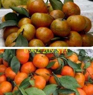 Giống cây quýt ngọt