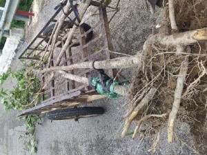 Cần bán bông trang mới trên rừng về