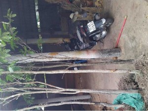Cần bán bông trang mới trên rừng về