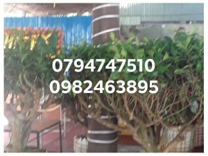 Gốc chè xanh bảo lộc lâm đồng