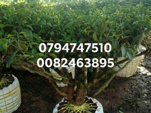 Gốc chè xanh bảo lộc lâm đồng