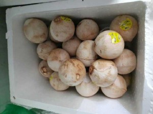 Dừa tróc vỏ trứng kem