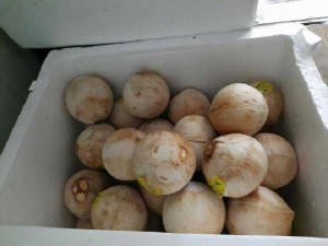 Dừa tróc vỏ trứng kem