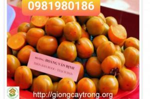Hồng giòn không hạt Bảo Lâm