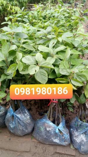 Hồng giòn không hạt Bảo Lâm