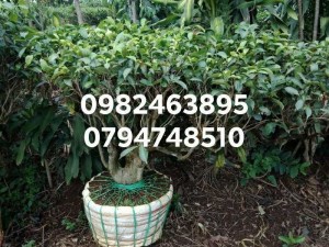 Cây chè xanh cổ thụ - cây chè bon sai trồng chậu, kiểng cảnh