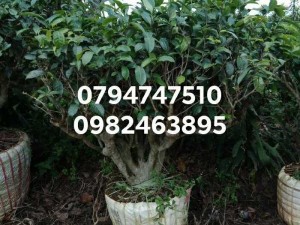 Cây chè xanh cổ thụ - cây chè bon sai trồng chậu, kiểng cảnh