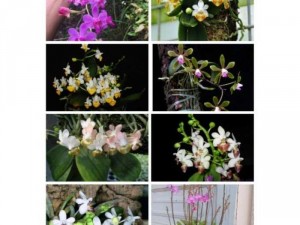 Shop hoa lan rừng giá rẻ 9k=1 cây