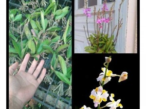 Shop hoa lan rừng giá rẻ 9k=1 cây