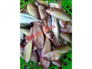 Hải sản sạch Ngư Lộc Thanh Hoá