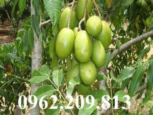 Giống cây cóc thái