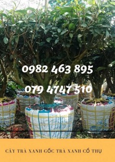 Bán cây trà xanh - cây chè cổ thụ 079 4747 510 Vườn nhà Ngọc Trà Xanh Tóc Dài - Bảo Lộc Lâm Đồng