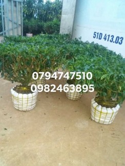 Bán cây trà xanh - cây chè cổ thụ 079 4747 510 Vườn nhà Ngọc Trà Xanh Tóc Dài - Bảo Lộc Lâm Đồng