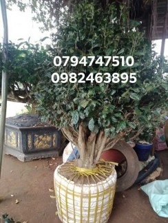 Bán cây trà xanh - cây chè cổ thụ 079 4747 510 Vườn nhà Ngọc Trà Xanh Tóc Dài - Bảo Lộc Lâm Đồng