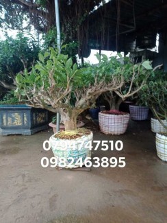 Gốc trà xanh cổ thụ Có tuổi đời từ 20 năm trở lên