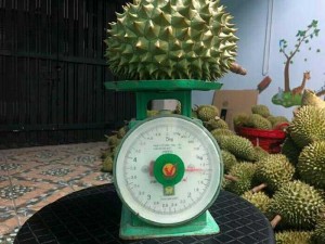 Sầu riêng sỉ và lẻ