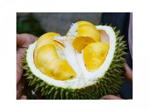 Sầu riêng sỉ và lẻ