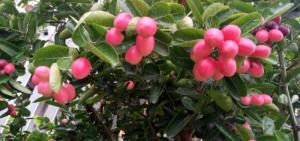 Cây si rô cây giống