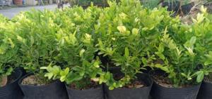 Cây si rô cây giống