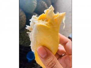 sầu riêng Ri6