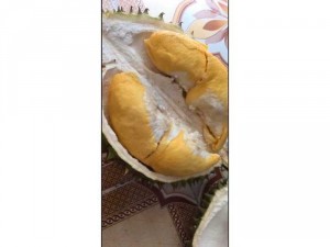 sầu riêng Ri6