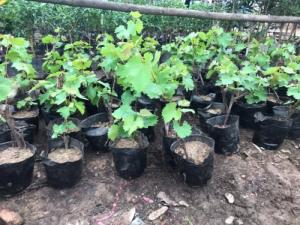 Giống nho nhón tay - chuẩn giống loại f1
