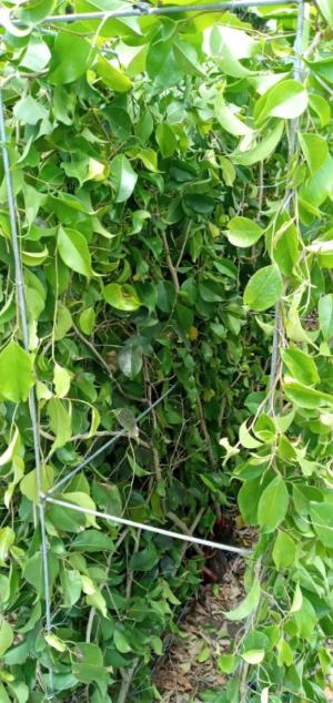 Tường cây xanh cây si gừa tàu các loại