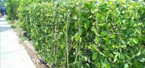 Tường cây xanh cây si gừa tàu các loại