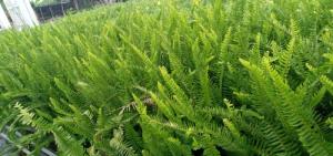 Cây dương sỉ trang trí tiểu cảnh sân vườn