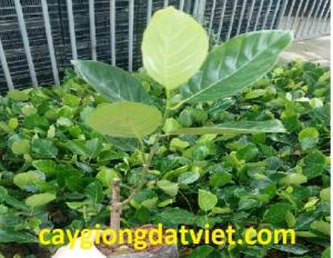 Giống mít trái dài Malaysia chuẩn F1