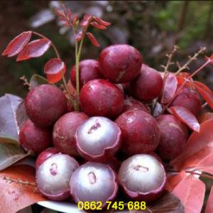 Nhãn tím cây giống chuẩn F1