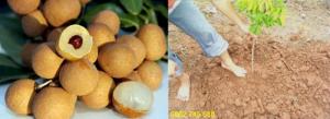 Nhãn Hương Chi cây giống F1