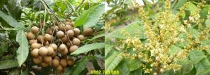Nhãn Hương Chi cây giống F1
