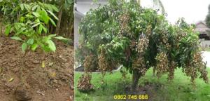 Giống nhãn muộn T6 Hà Tây cây F1