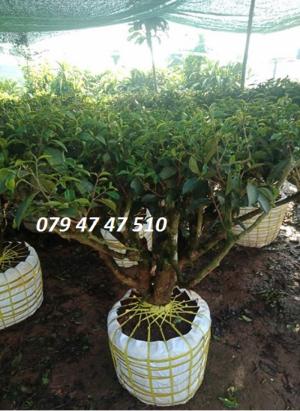 079 4747 510 - Bán cây trà xanh cổ thụ