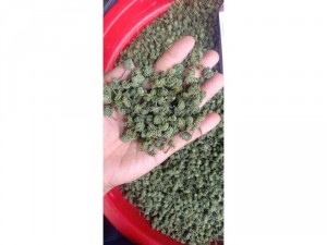 Em bán nụ hoa tam thất