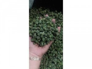 Em bán nụ hoa tam thất