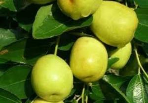 Giống cây táo đào vàng