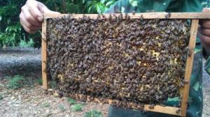 Mật ong giá lẻ bằng giá sỉ