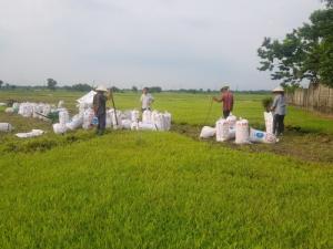 Cỏ sân bóng đá
