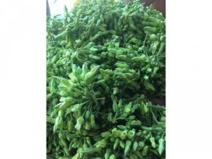 Cung cấp bông thiên lý số lượng lớn