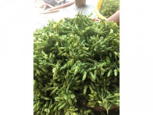 Cung cấp bông thiên lý số lượng lớn