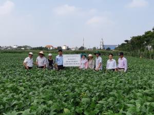 Cung cấp đậu nành NON - GMO theo hướng hữu cơ