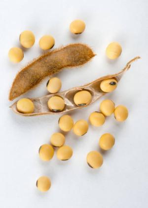 Cung cấp đậu nành NON - GMO theo hướng hữu cơ